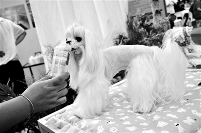 如何成为网红宠物博主 a69735144143ac2_w400_h265.jpg