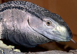 判刑!长沙一男子非法收购珍贵,濒危野生动物