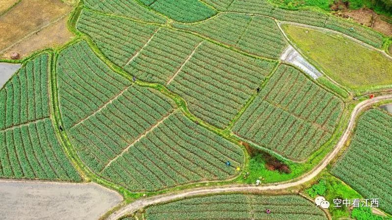 吉水县各乡镇GDP_吉水县桃花岛风景区