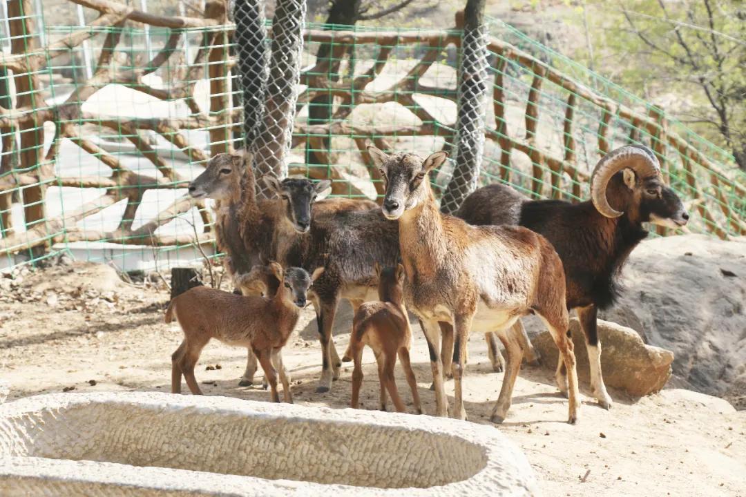 方城德云山风情植物园牡丹花开已成海您咋还没来