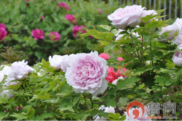 這就是山東 抖一抖牡丹丨菏澤天香公園內牡丹盛開,賞花正當時