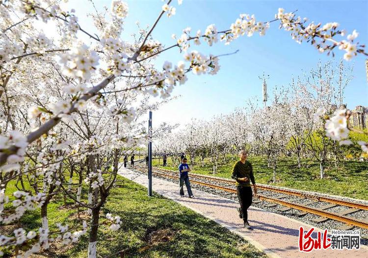 樱花公园大厂图片