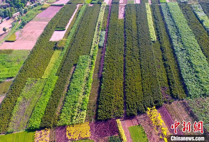 庆阳市通过发展苗木产业让原本荒芜的土地披上了绿装。　高展摄