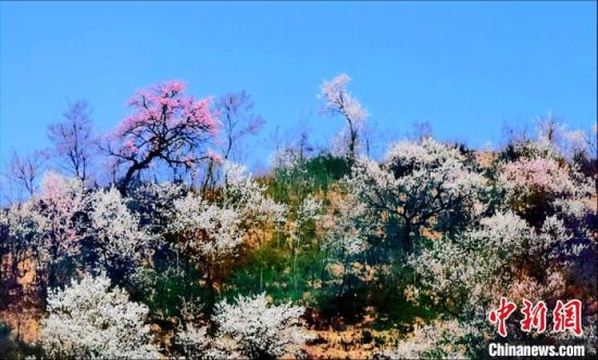 云雾缭绕似 世外桃源 甘肃清水山间花海绚烂 甘肃频道 凤凰网