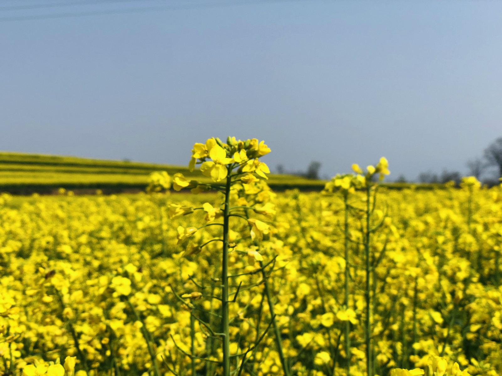 赏醉美油菜花海 游西府老街"食"光之旅