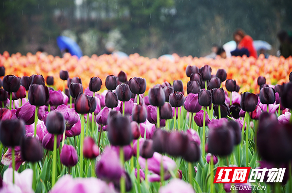 春天的第六种绝色 青莲 人世百般纠结只得一片清凉 湖南频道 凤凰网