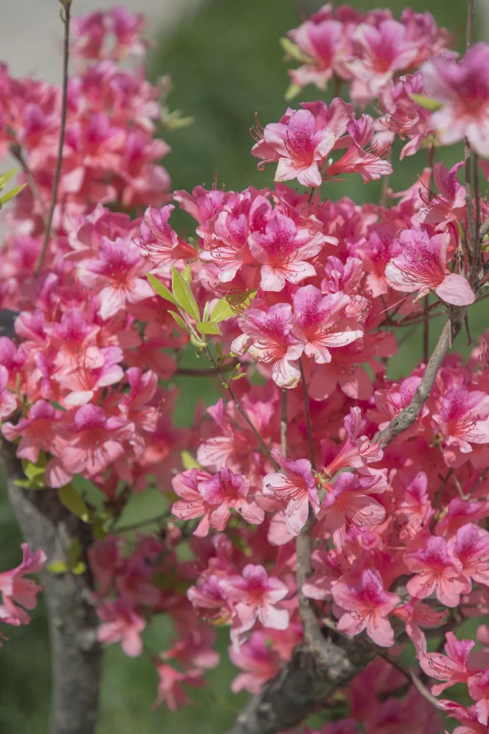 尧山山花节即将开幕趁优惠快来赏万亩杜鹃花吧 河南频道 凤凰网