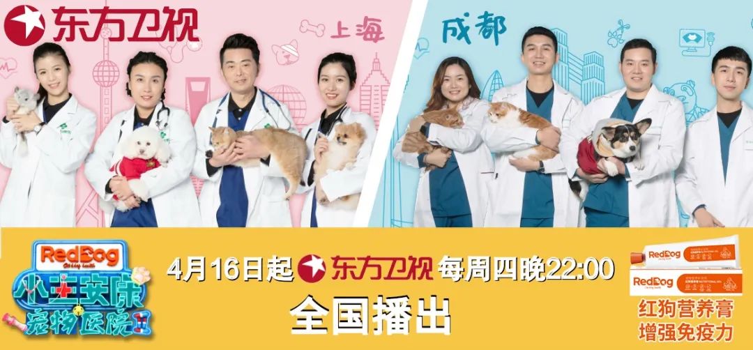 高雄世全動物醫院 可愛小貓認養中 已認養完 懶喵兒滴窩