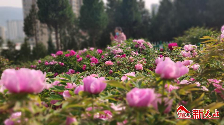 又添赏花好去处 天水牡丹园花开成海