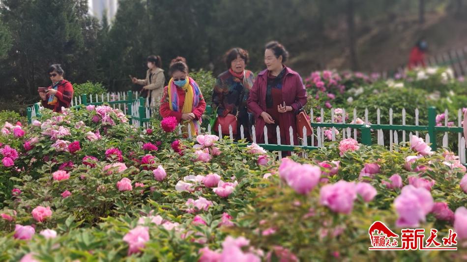 又添赏花好去处 天水牡丹园花开成海