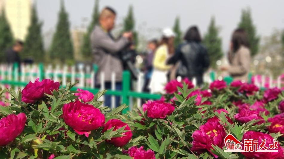 又添赏花好去处 天水牡丹园花开成海
