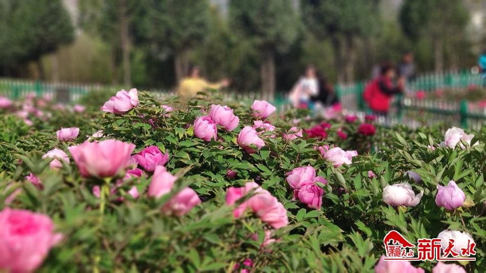 又添赏花好去处 天水牡丹园花开成海