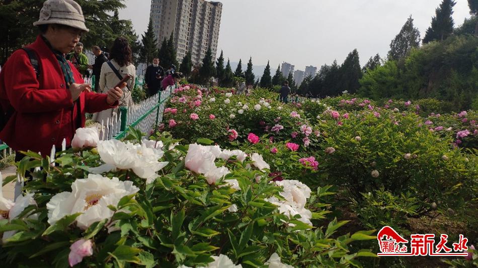 又添赏花好去处 天水牡丹园花开成海