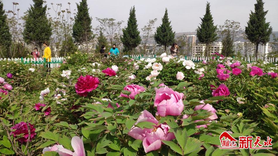 又添赏花好去处 天水牡丹园花开成海