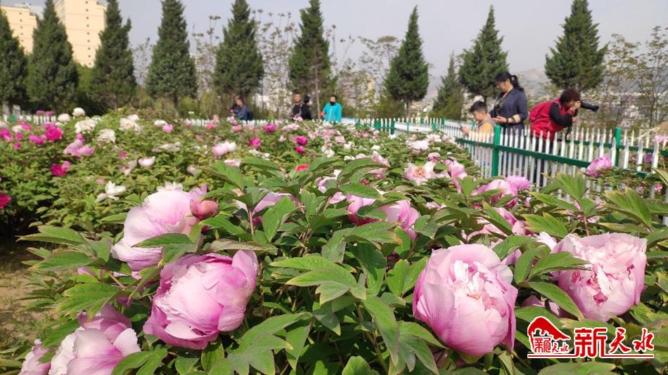 又添赏花好去处 天水牡丹园花开成海