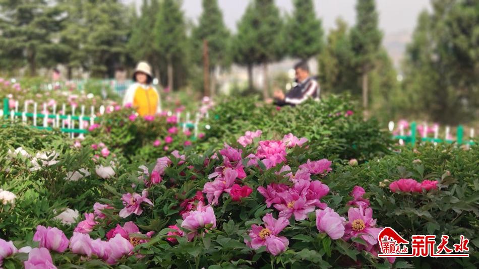 又添赏花好去处 天水牡丹园花开成海