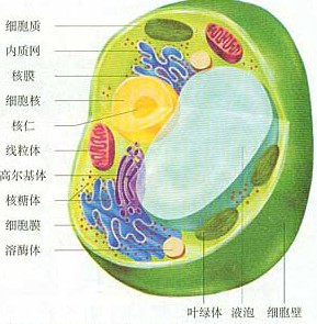 土豆细胞结构图名称图片
