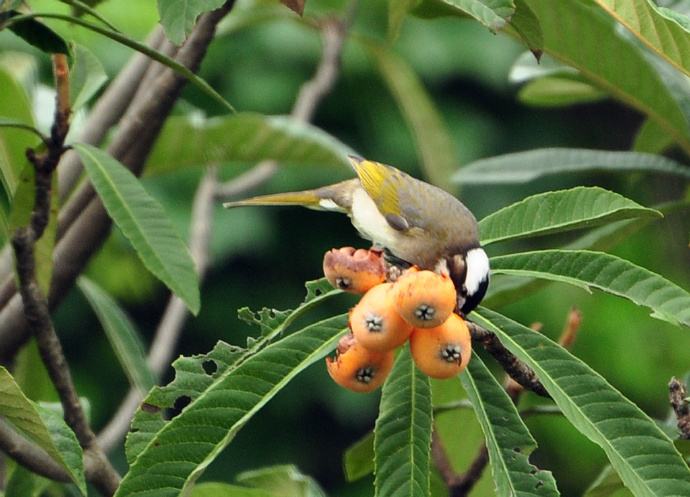 校园枇杷熟了 这所学校倡行 让果于鸟 孩子们嘴馋却都很支持 浙江频道 凤凰网