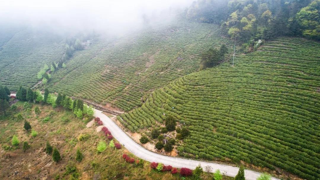 永宁江源寻踪系列 橘乡散记 大寺基 龙乾春 高山云雾茶 浙江频道 凤凰网