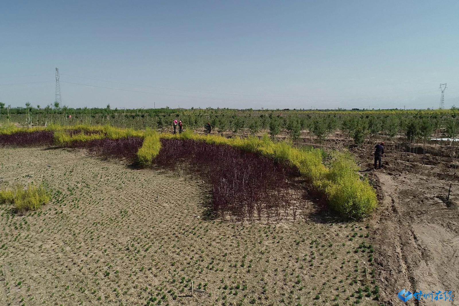 黑河生态园工程是全市"一园三带"重点林业生态工程,也是黑河甘州城区