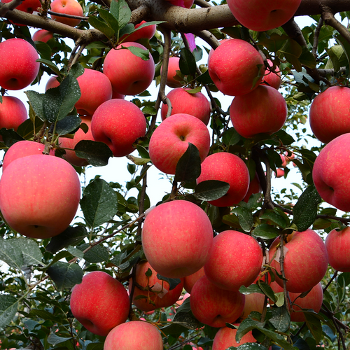通过走访多个果园,发现苹果大樱桃猕猴桃葡萄等果树施用果动力螯合黄
