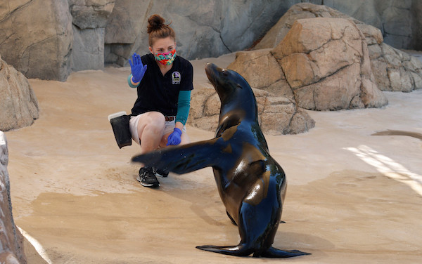 没了游客，美国一家水族馆里的海狮也需要每天与饲养员玩耍