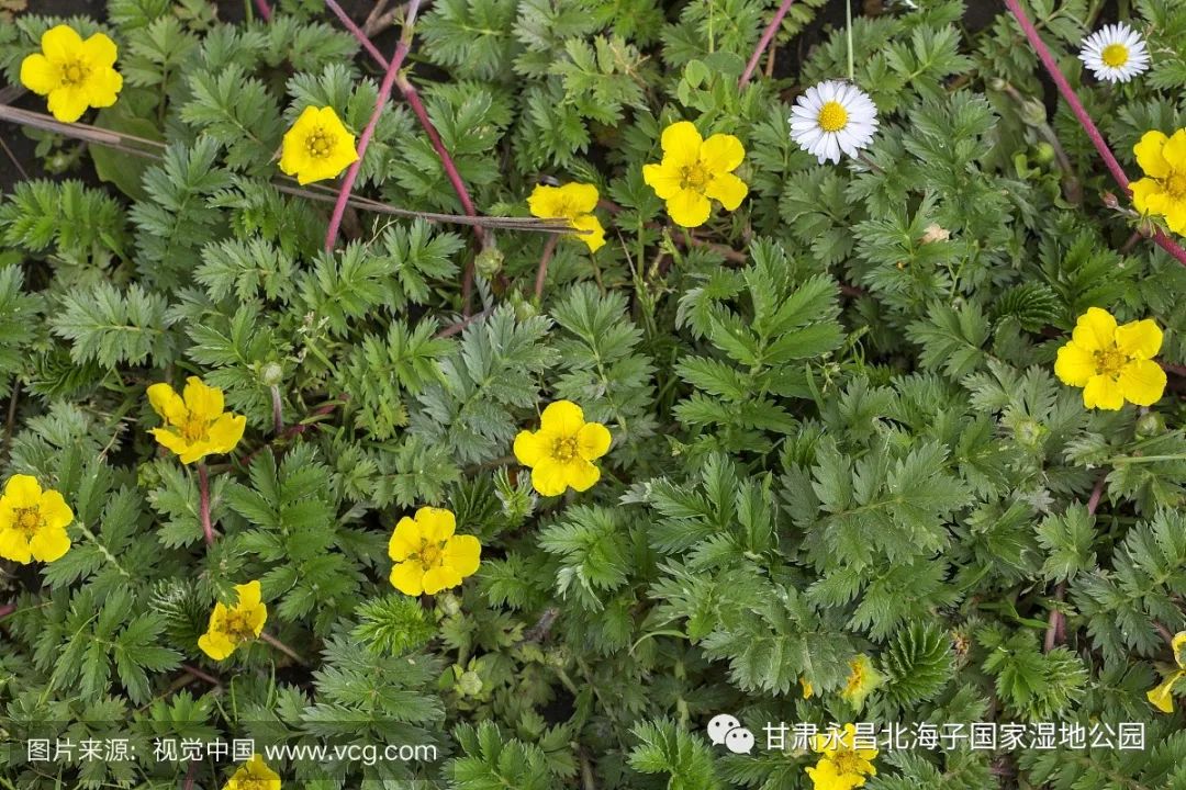 別名蕨麻,鴨子巴掌菜,河篦梳,蕨麻委陵菜,曲尖委陵菜等.