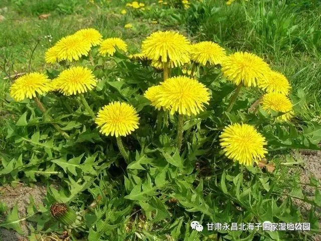 蒲公英(拉丁学名:taraxacum mongolicum hand.-mazz.