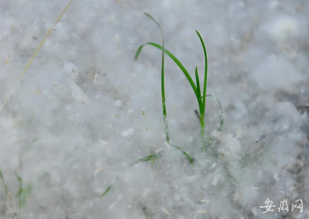 宣城满城飞舞的是柳絮还是杨絮?什么时候消失?专家发话!_安徽频道_凤
