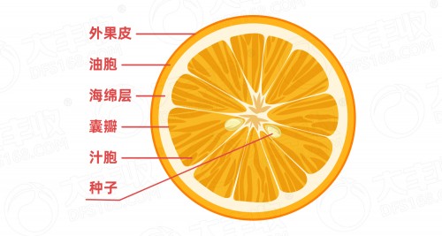 橘子的结构名称图片