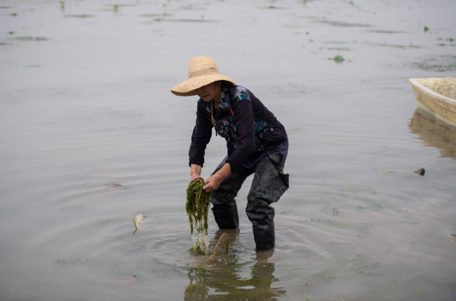安乡县安丰乡珊珀湖，附近村民清理水中杂草。新华社记者陈思汗摄