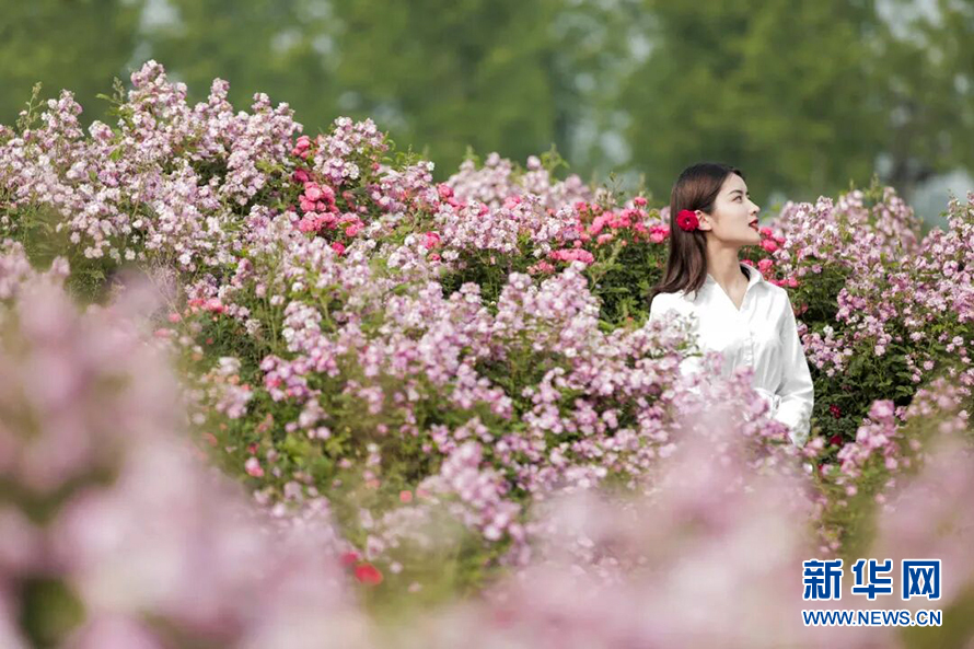 纯纯的爱 初夏的月季许你一场暖阳里的醉花之旅 山东频道 凤凰网