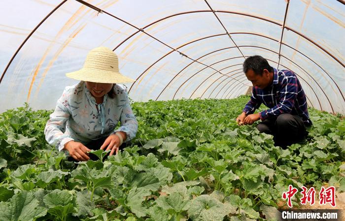 甘肅慶陽市西峰區顯勝鄉蒲河村村民劉彥欽和妻子在大棚中挑選甜瓜