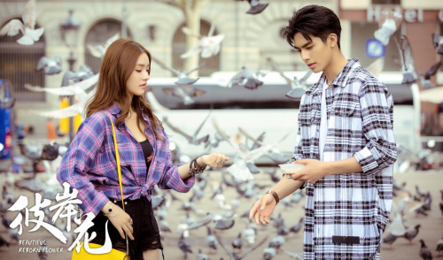 大晟文化 彼岸花 迎来大结局 奶狗宋威龙在等你 安徽频道 凤凰网