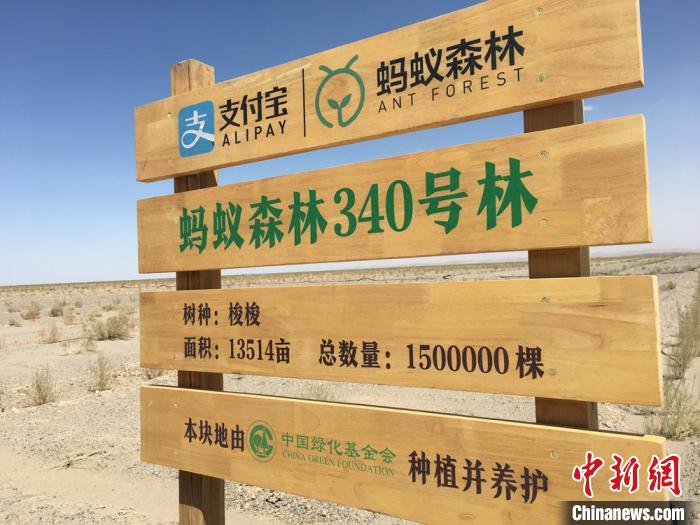自2019年开始，中国绿化基金会运作的“蚂蚁森林”公益造林项目进入金塔县。　张婧摄