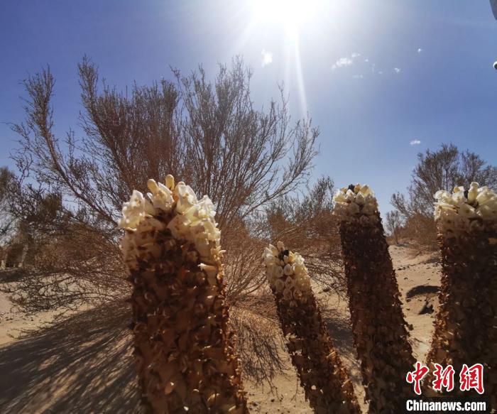 甘肃金塔治沙：成片栽种梭梭林犹如沙漠“刷绿漆”