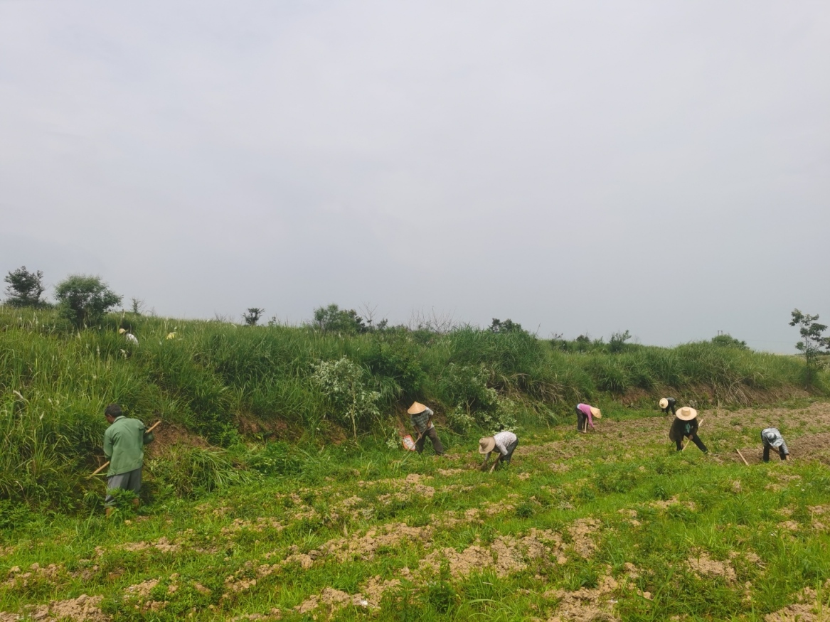 村民产业“麦”步前行 小康“市”不可挡