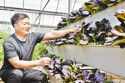 近日，喆兴蔬菜合作社理事长杨永刚正在打理无土栽培蔬菜。