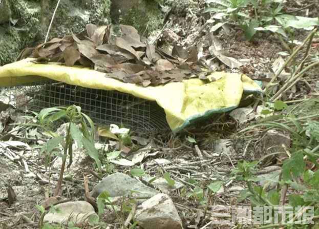 眼镜蛇20多条眼镜蛇屋外筑窝 浏阳村民寝食难安