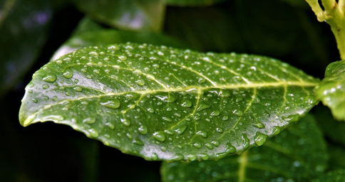 梵尼洛芙珠宝 在锦绣天府 邂逅一场花开 辽宁频道 凤凰网