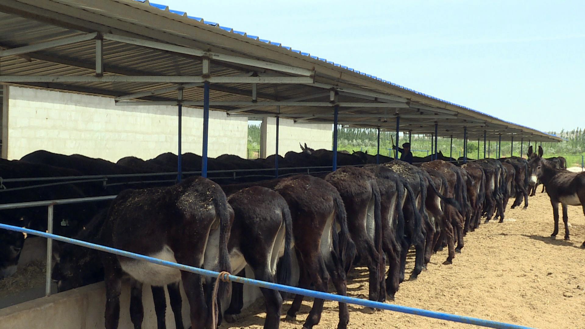 景泰黑毛驴驮起农民致富梦