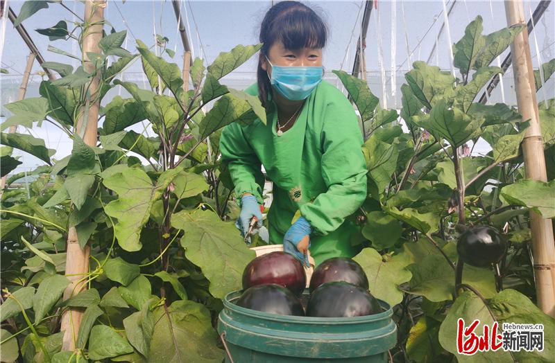 5月22日，在肃宁县窝北镇垣城南村的蔬菜大棚里，种植户在采摘“黑宝”圆茄。