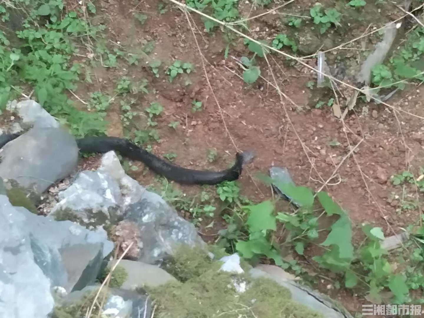 眼镜蛇20多条眼镜蛇屋外筑窝 浏阳村民寝食难安