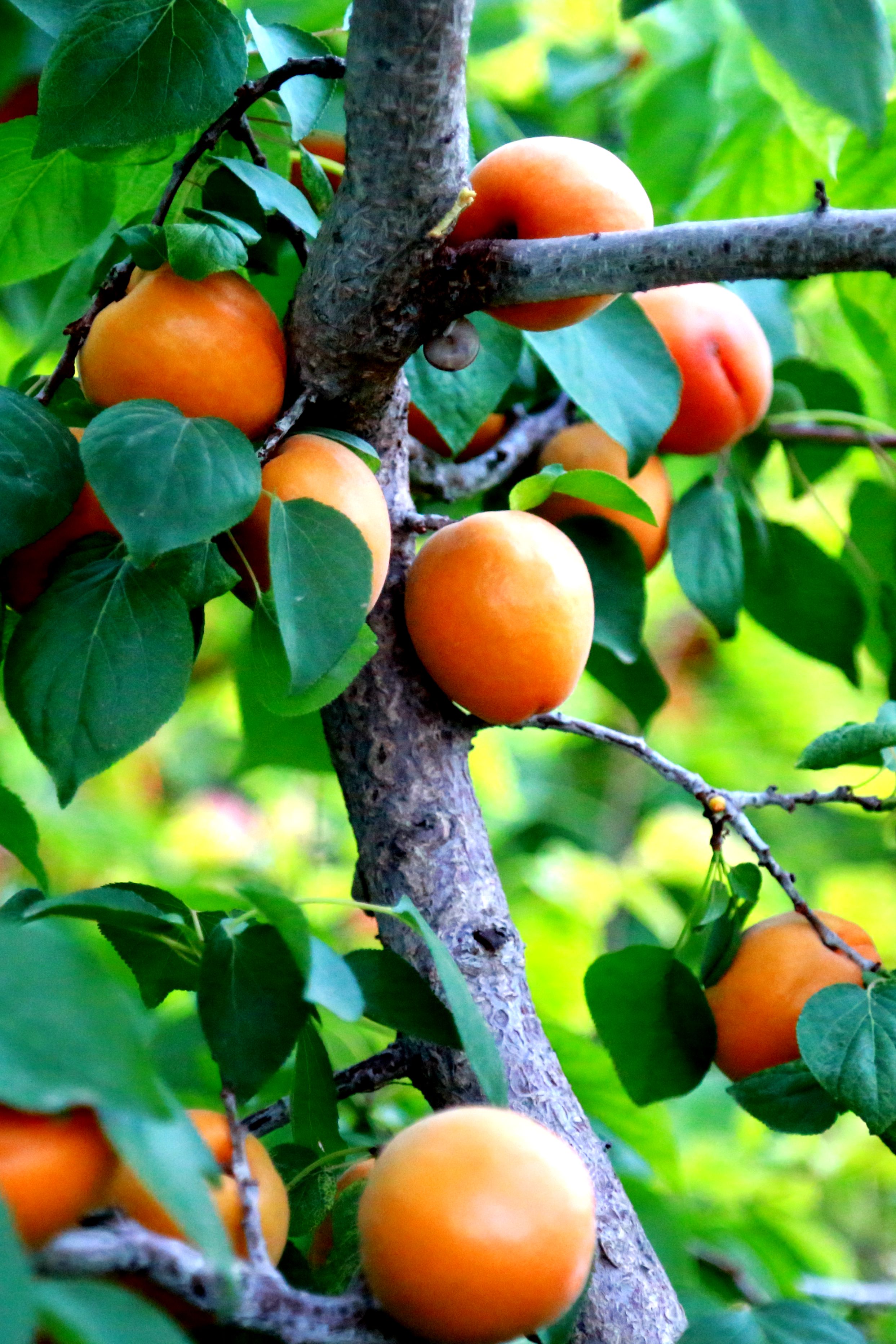 滨州无棣第八届黄金杏采摘节开幕