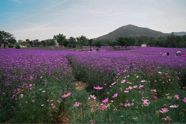 蚌埠新晋网红打卡地 禾泉小镇米粒花世界 安徽频道 凤凰网