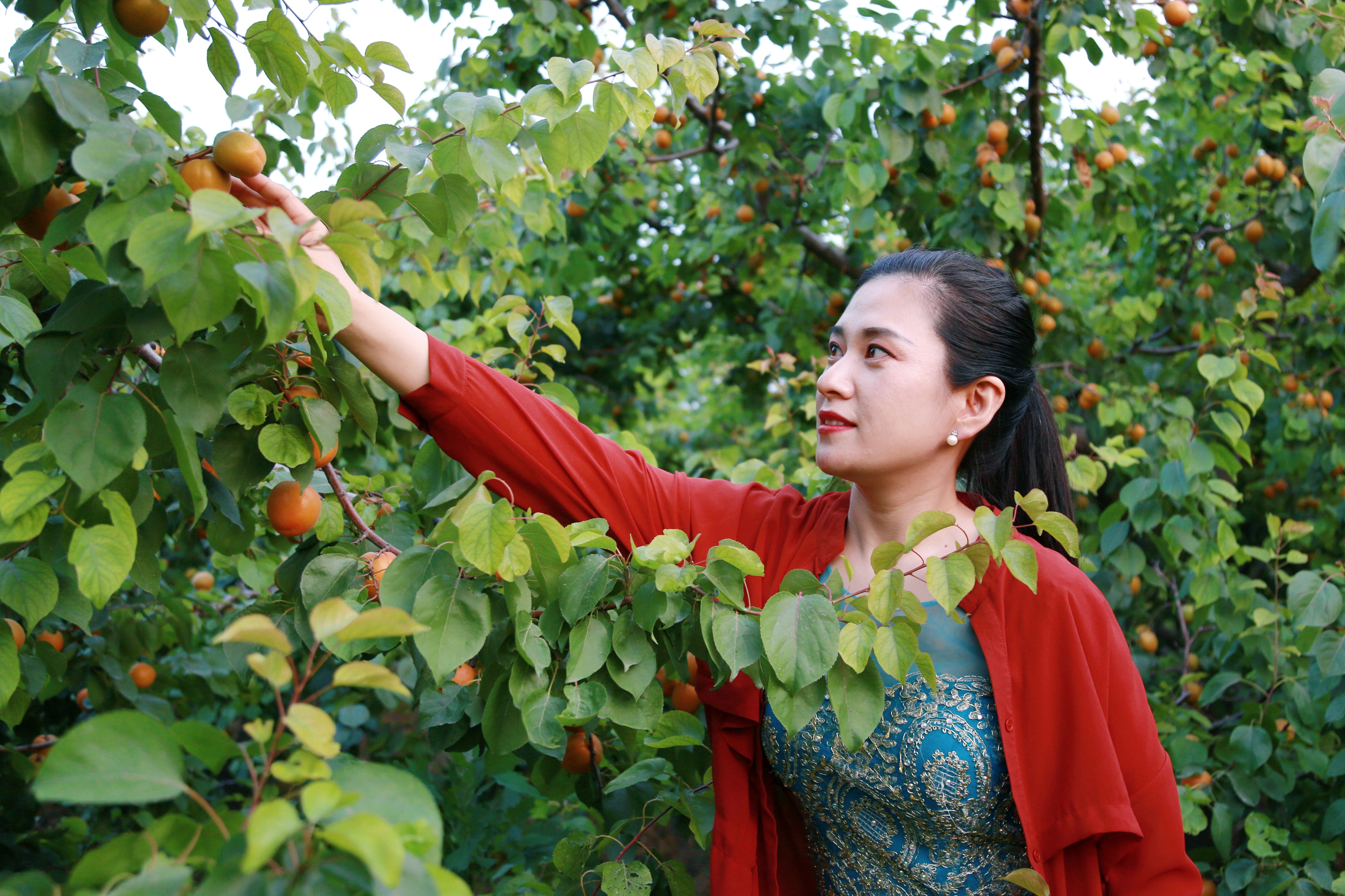 滨州无棣第八届黄金杏采摘节开幕