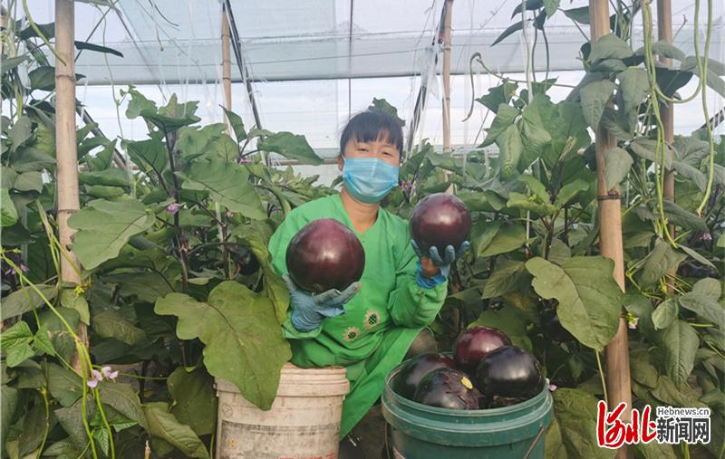 5月22日，在肃宁县窝北镇垣城南村的蔬菜大棚里，种植户展示丰收的“黑宝”圆茄。