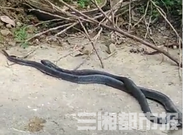 眼镜蛇20多条眼镜蛇屋外筑窝 浏阳村民寝食难安