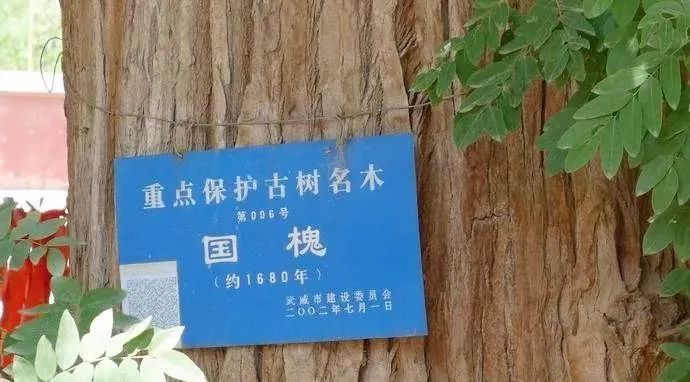 生机繁茂的1680岁国槐