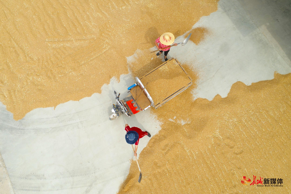 丰润晒麦子保归仓